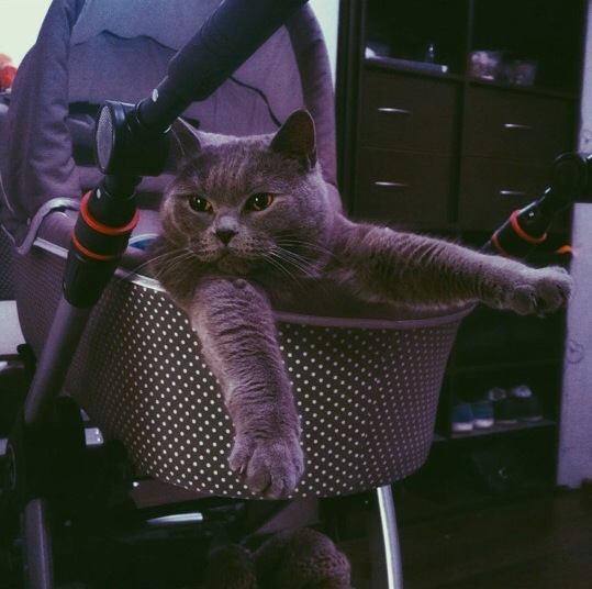 Живность из сети