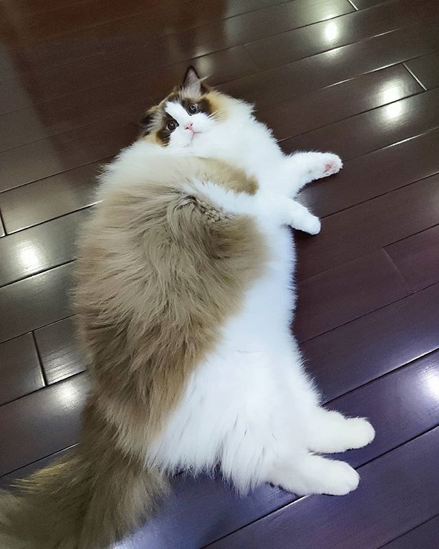 Котовторник! начнем? 04.06.19
