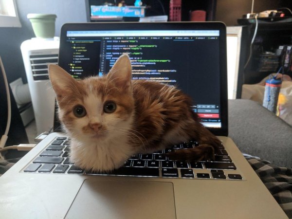 Не на всякого кота гравитация может воздейстовать! Им вообще плевать на законы физики