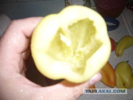 Вся правда о КАБАЧКАХ и ЦУККИНИ