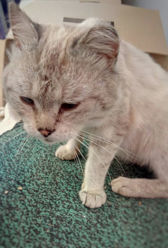 Котовторник. Картинки и буквы 08.02.22