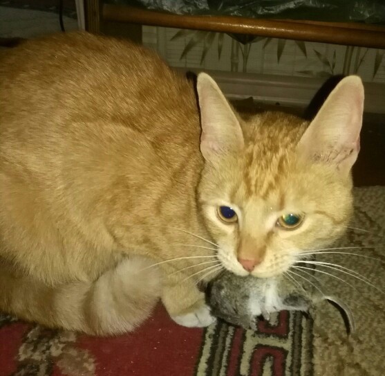 Котовторнику посвящается