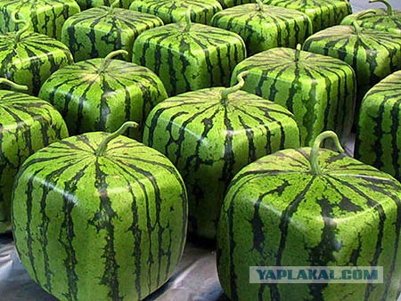 Как вы выбираете арбузы?