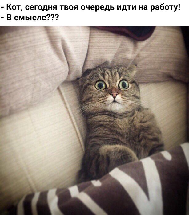 Приколы (баяны)