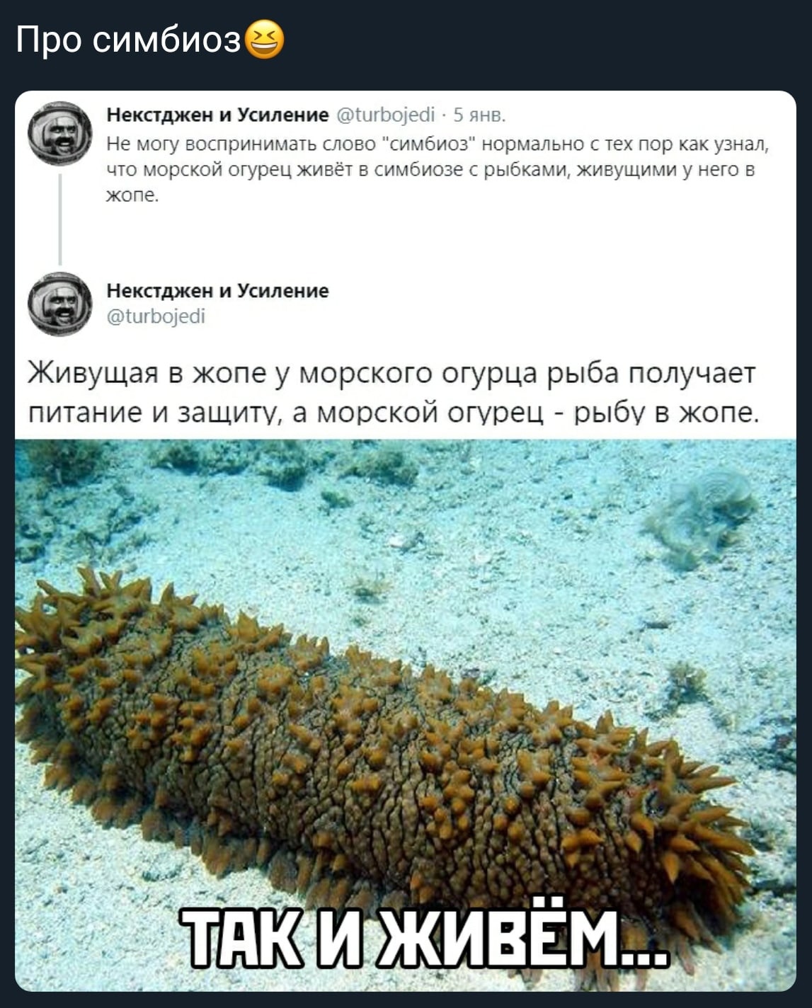 Морской огурец Мем