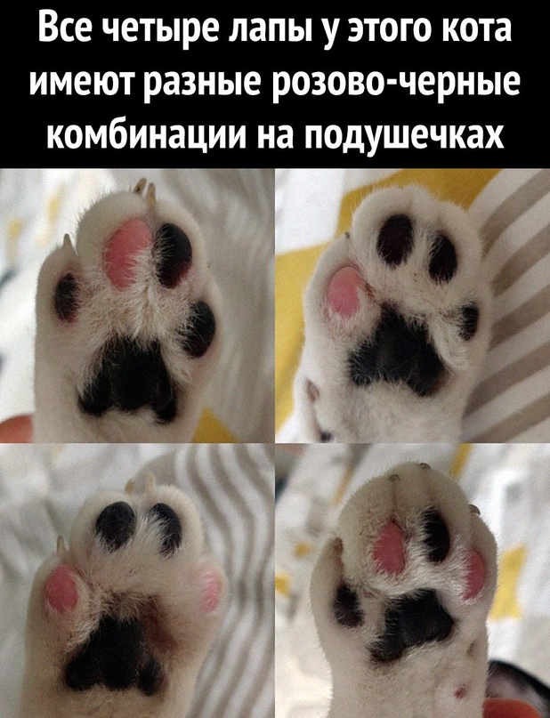 Картинки и мемы, это май-чародей всяко разно - 177