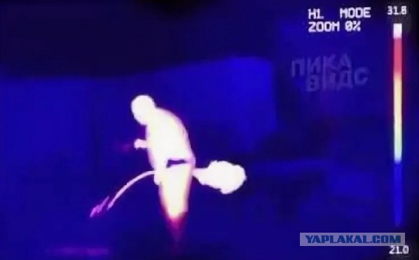 Кошачий приют
