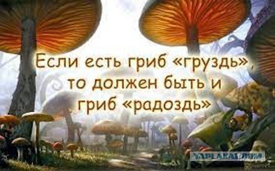 Конкурс «Космические грибы». Читаем рассказы и стихи