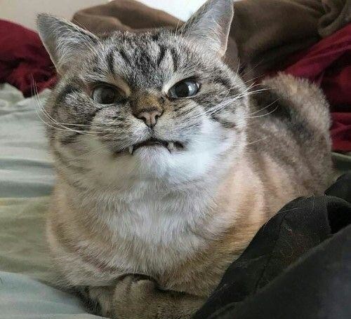 Кот пердит