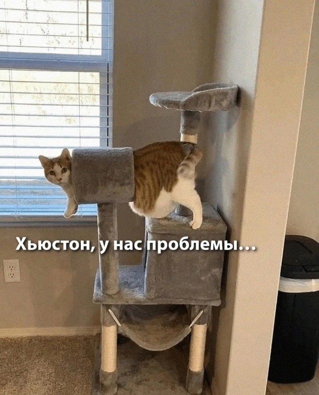 К котовторнику: подборка картинок-баянов с котиками и про котиков. Выпуск 11