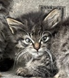 А не нужно ли кому котят?