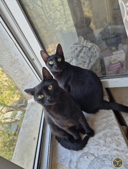 С котовторником!
