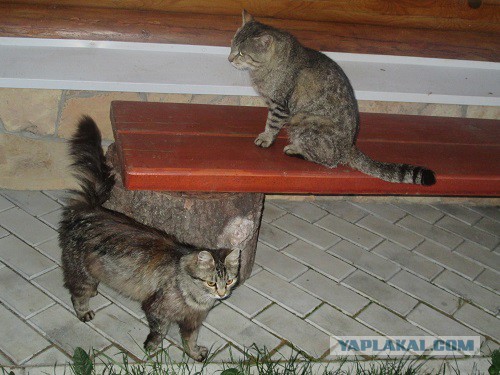Котовторник 10.06.2014