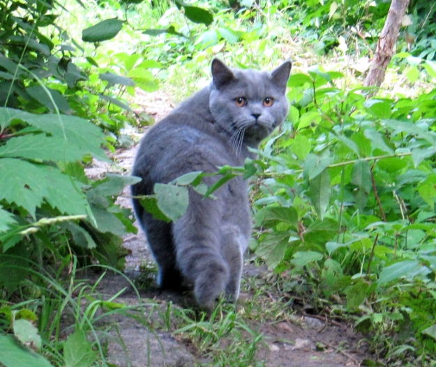 Котовторник 01.07.2014