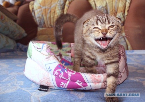 Котовторник 30.09.2014