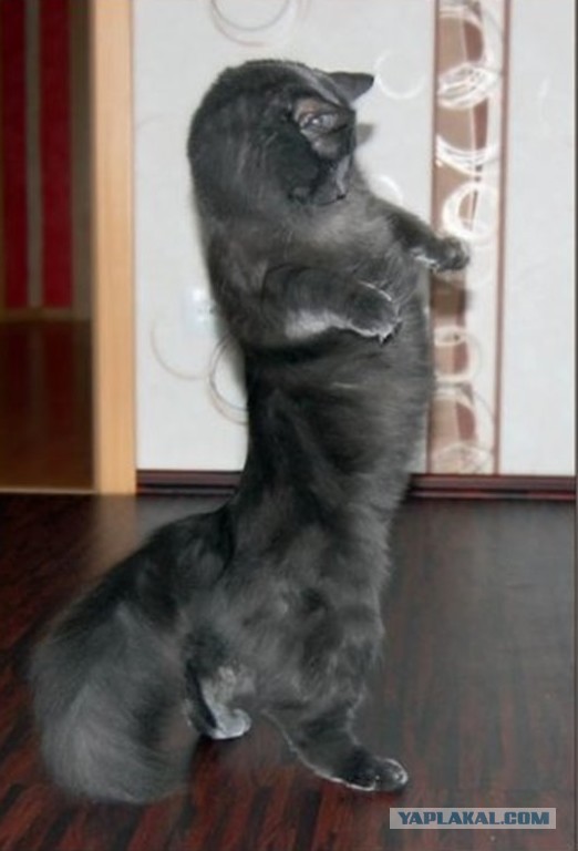 Котовоскресенье