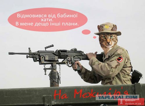 Предвыборный юмор по-украински (коте одобряет)