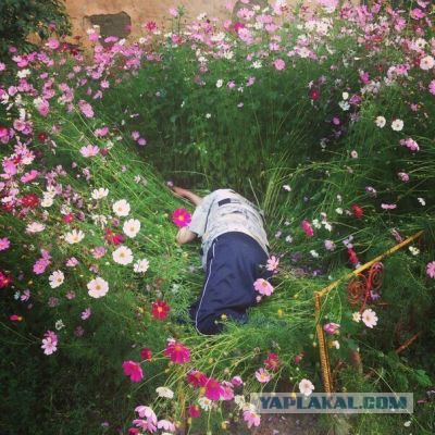 Смешные комментарии 31.05.2015