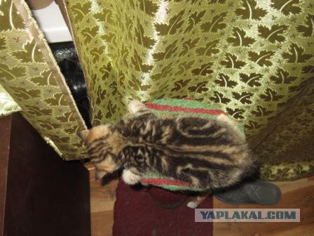 Котовторник 7.07.2015
