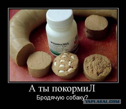 Догхантеры травят собак порошком в парках