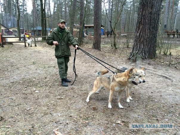 Прогулка с волками