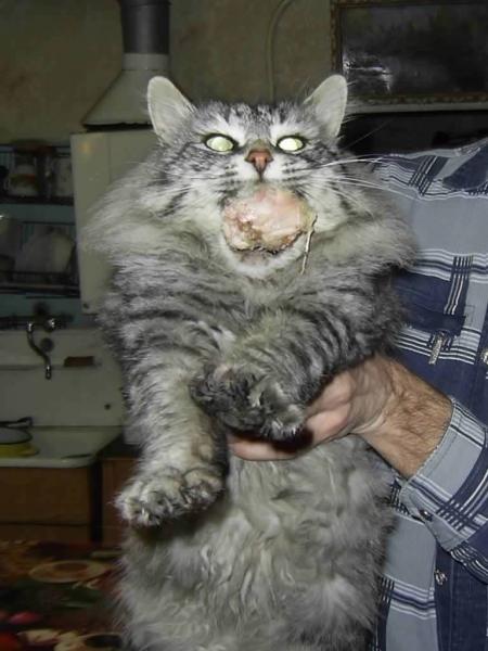 Коты, которые пытались что-то украсть