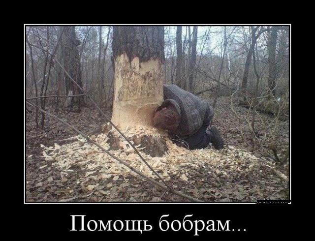 Медведица снимает медвежонка