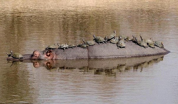 Божьи твари