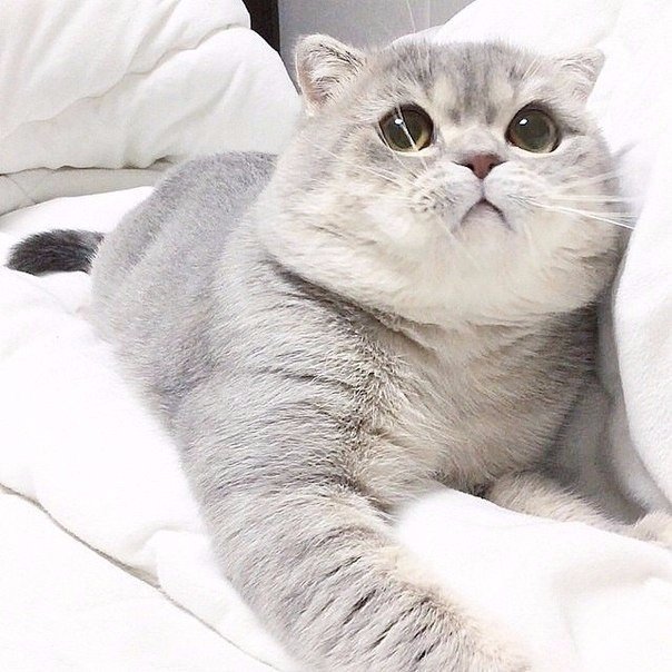 Прикольные животные