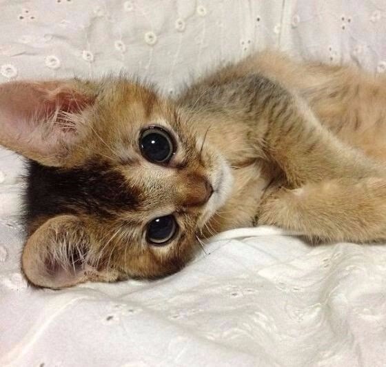Прикольные животные