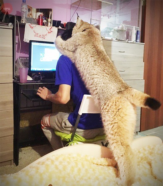 Коты из сети