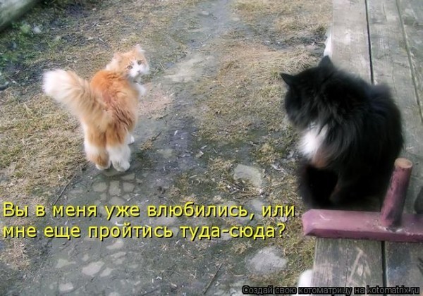 Кот с кошкой так влюблены друг в друга, что не могут скрыть свои чувства