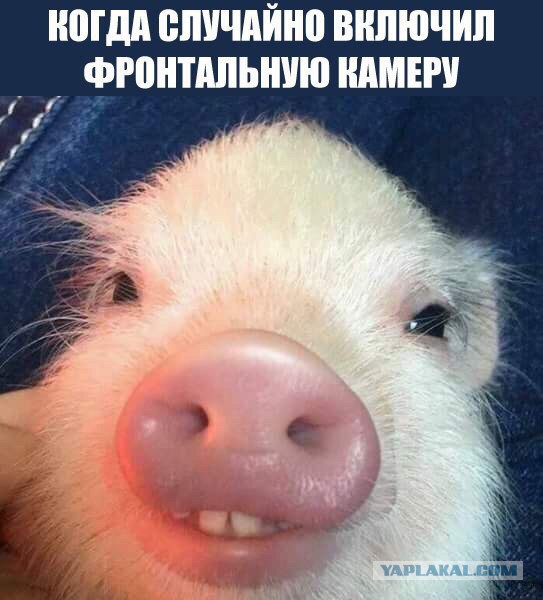 Субботний картиночный винегрет