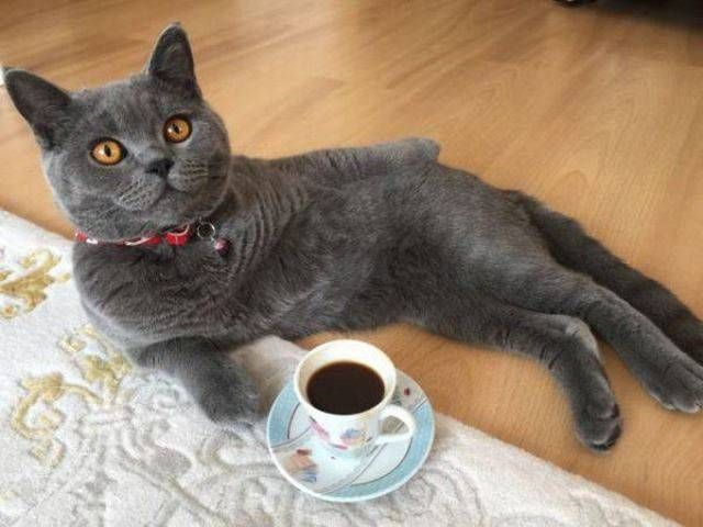 Коты и Кошки