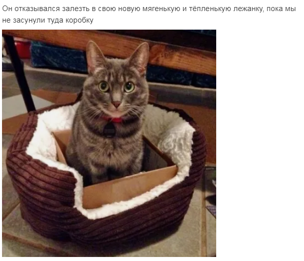 Котовторник  05.12.2017