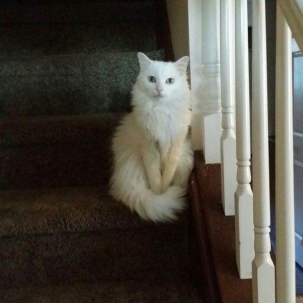 Коты и Кошки
