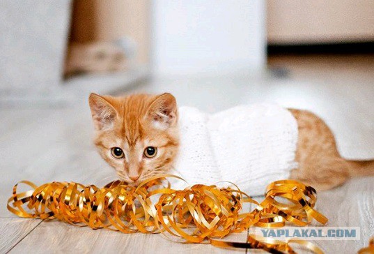 Котовторник 9.01.2018