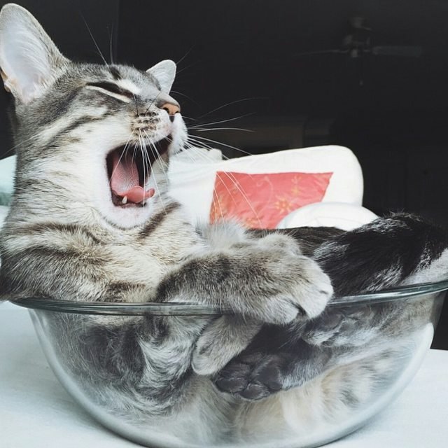 Прикольных котов пост