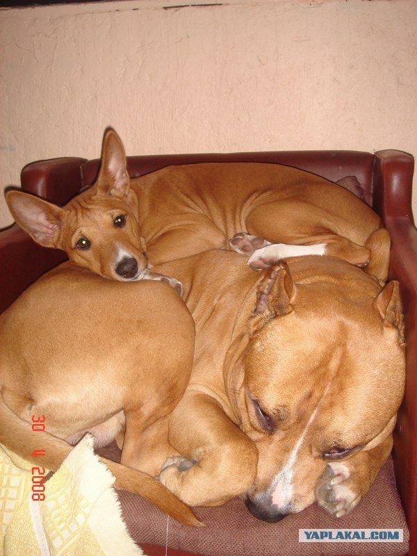 Жили-были той и стаф…