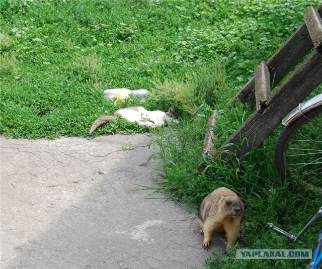 Сурок и кот, тема охоты