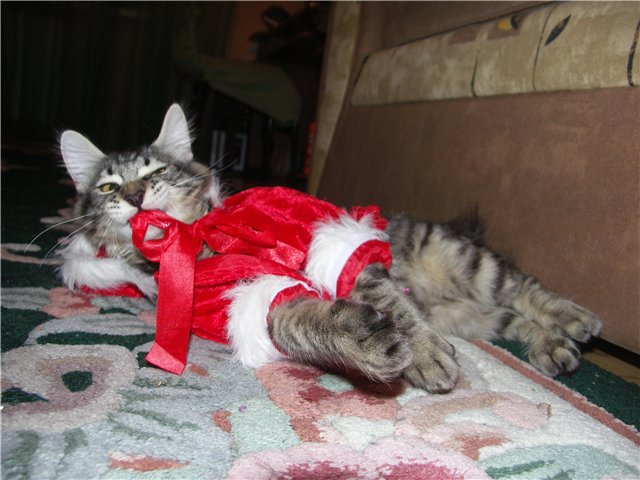 Новогодний КОТОВТОРНИК!