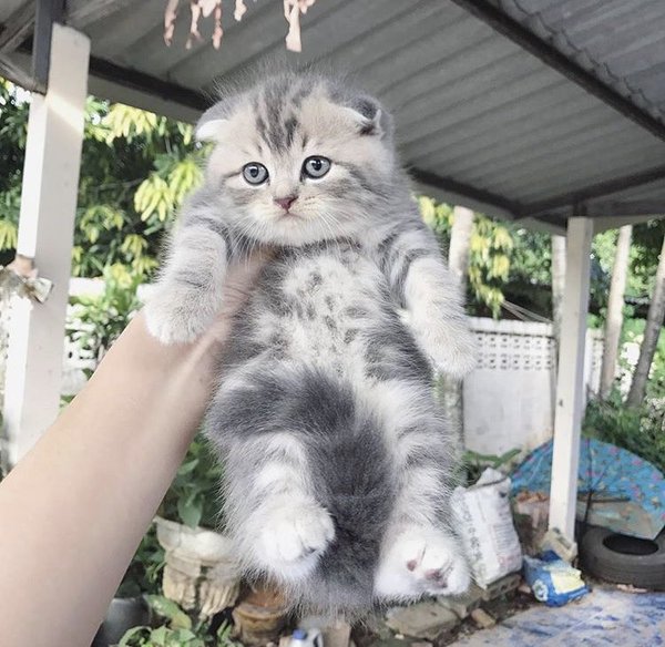 Котовторник  31.07.2018