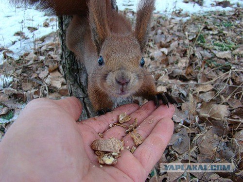 К кому приходила белочка?