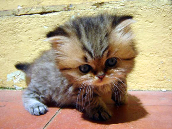 Котовторник стартует