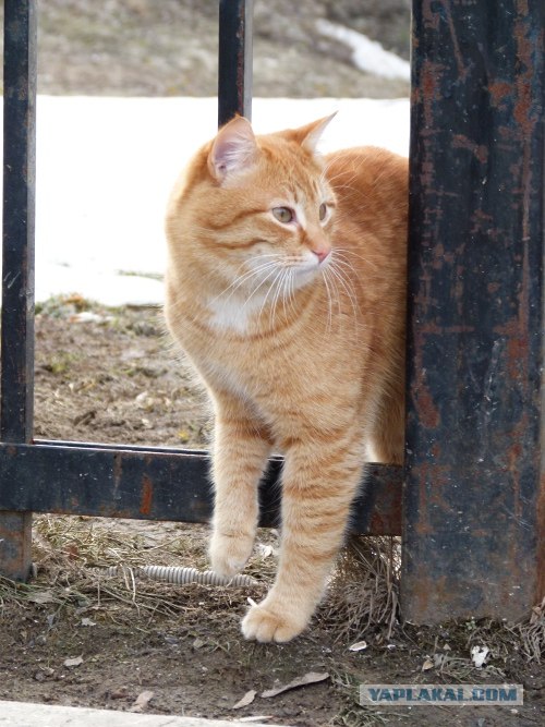 Начинаем котовторник!