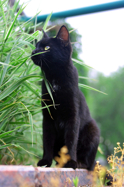 Первый котовторник июля