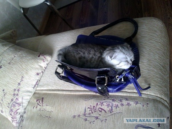 Котовторник! 11.10.11