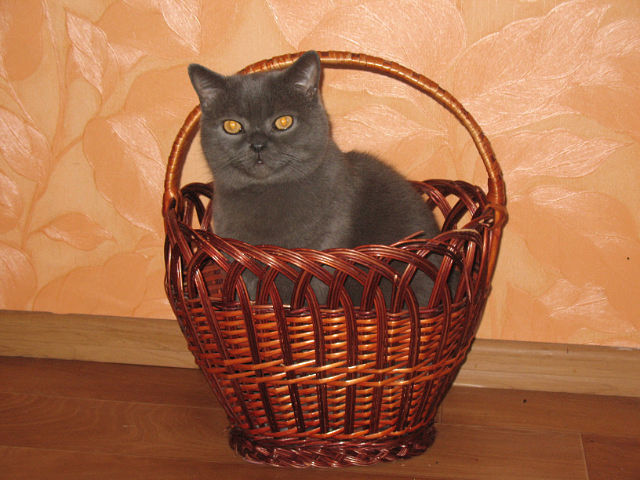 Котовторник (31.01.2012)
