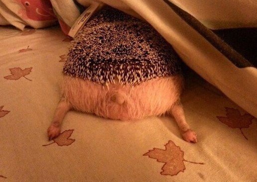 Милые животные. Мимиметр сломался