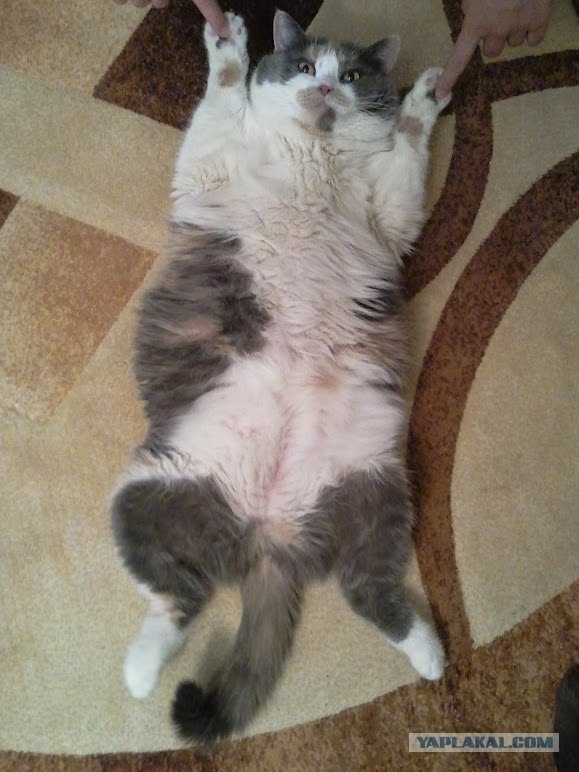 Котовторник  от 3.04.2012